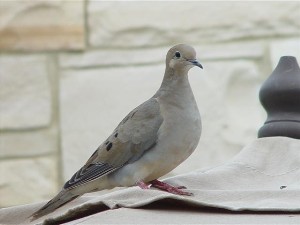 Female Dove Waiting to Take Turn Incubating