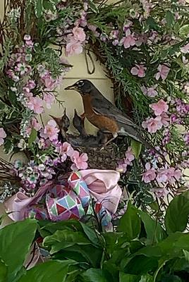 robin at wreath nest