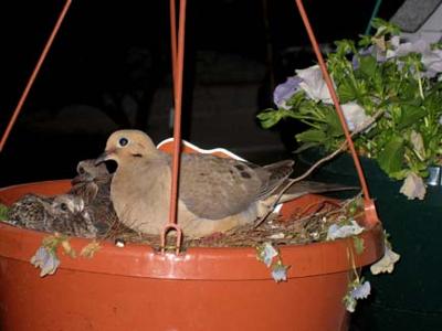mom dove with two young nestlings