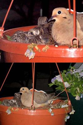 close up view of female dove and squabs