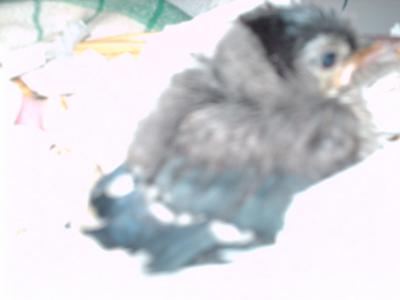 our baby blue jay named Jay