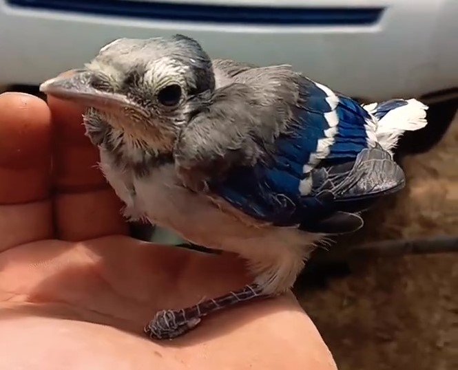 baby blue jay bird