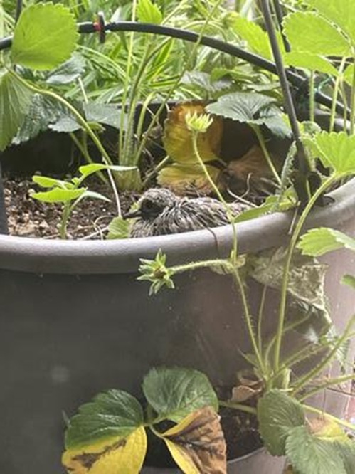 dove hatchling resting in container of strawberry plants
