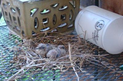 baby doves in nest