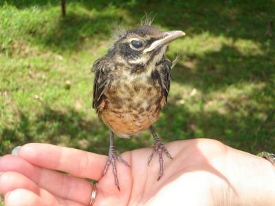 fledgling robin perched on woman's palm