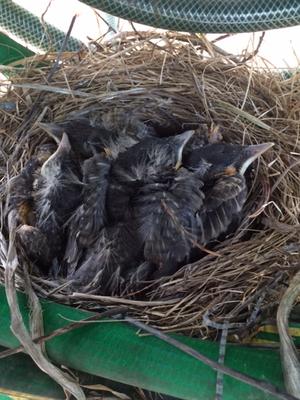 4 baby robins in a nest built on a garden hose