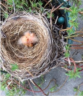 baby-robins-just-hatched