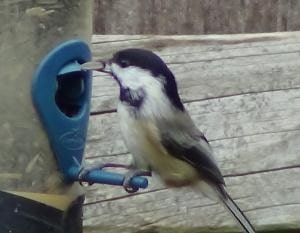 Black Ced Adees Habits What They Eat Where Nest Mating Black Ced Adee