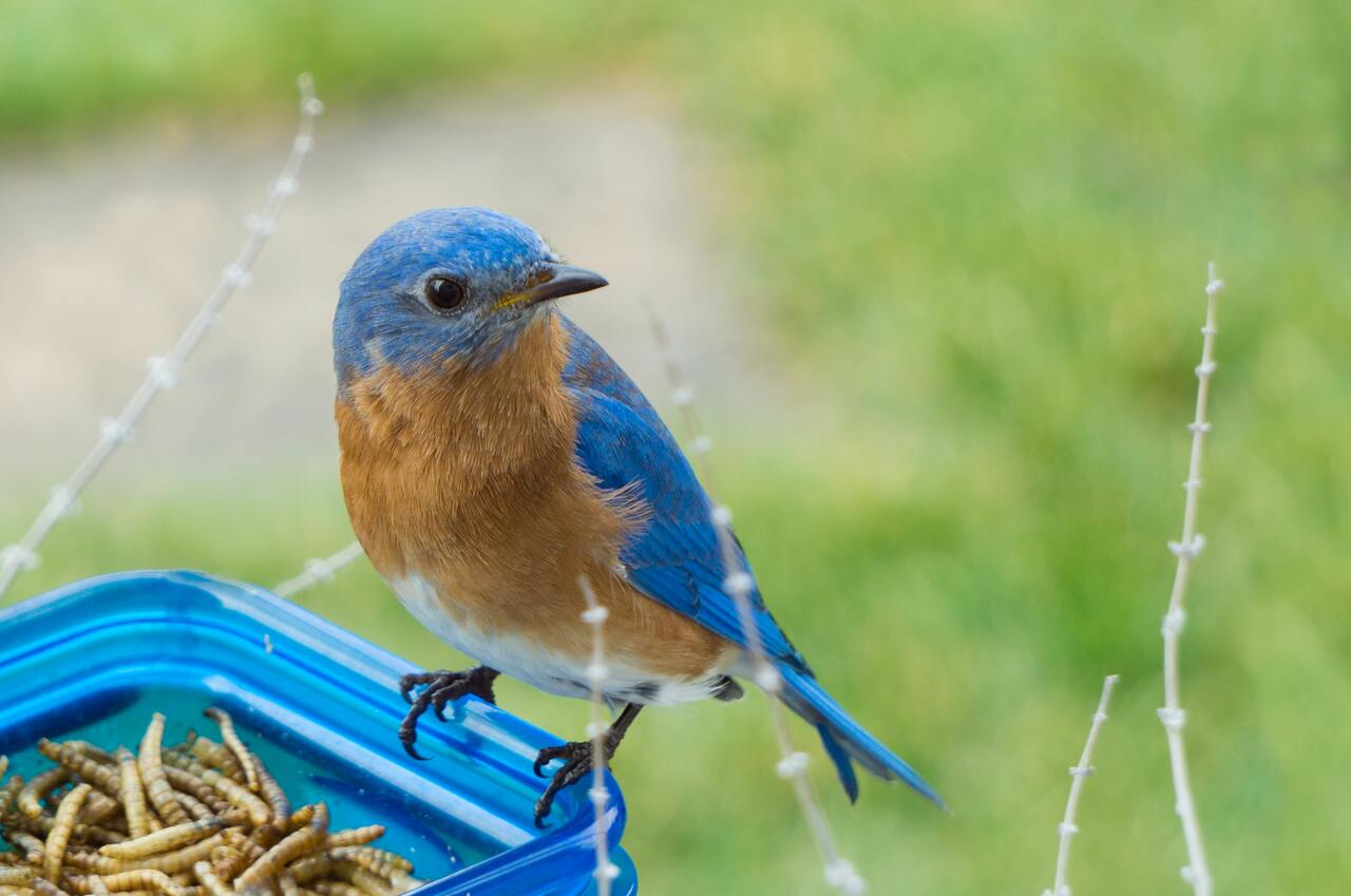 bluebird standing on mealworm feeder