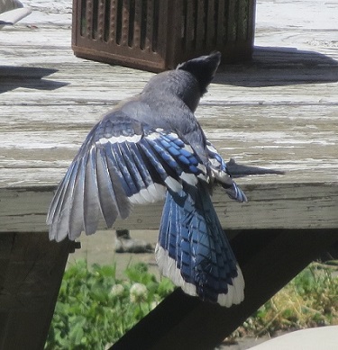 bluejay sunning