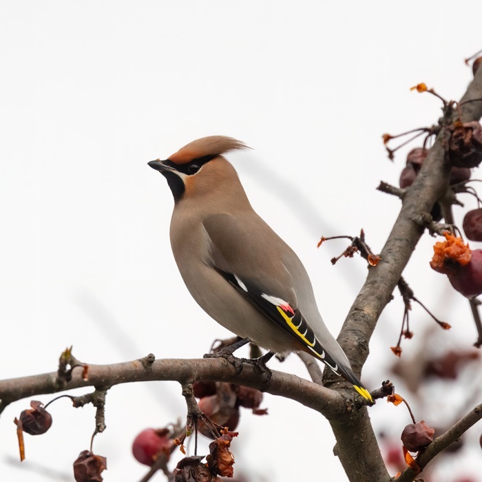 image of bohemian-waxwing