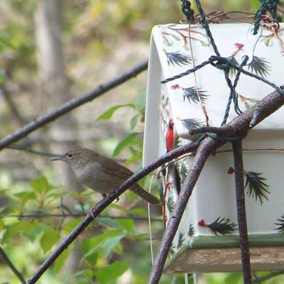 wren outside ceramic birdhouse