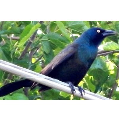 Common Grackle Perch on Utility Wire
