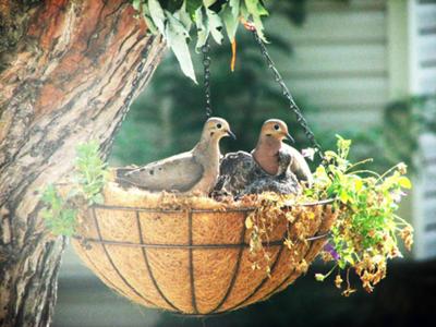 two doves in a hanging basket