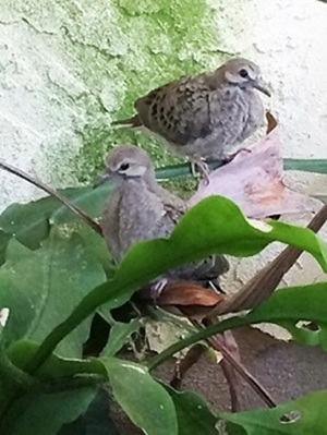 Pair of doves in plant