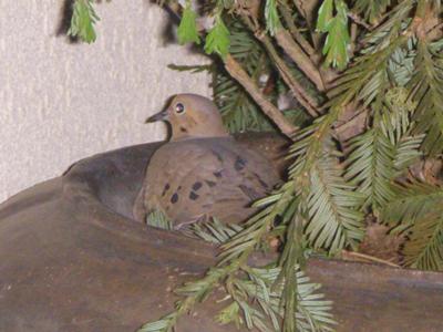 dove nesting in our topiary planter