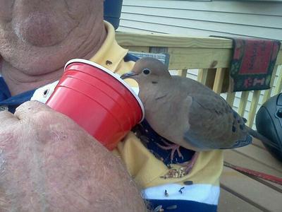 dove on persons shoulder