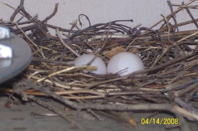 These are the Dove Eggs