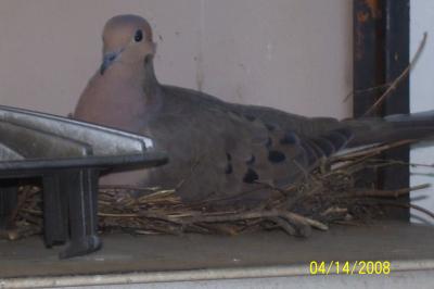 dove in nest