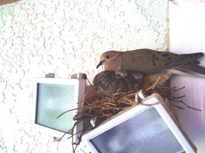 baby doves in nest