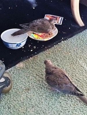 Feeding From Bowl