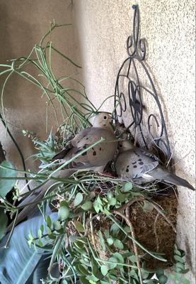 dove pair in hanging planter