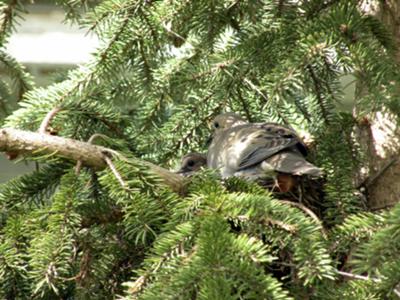 dove in pine tree