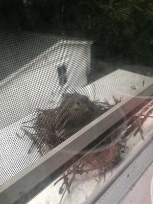 Doves in nest on Air Conditioner