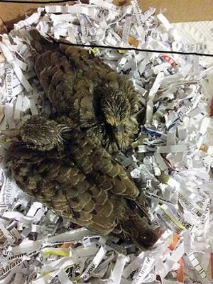 Dove babies in shredded paper nest