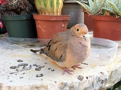 Grown up Edwin Dove