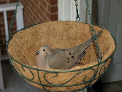 dove in hanging empty basket