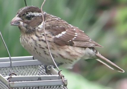 female rose-breasted grosbeak eating sunflower seeds