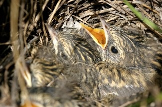 baby birds in nest inside wall of house