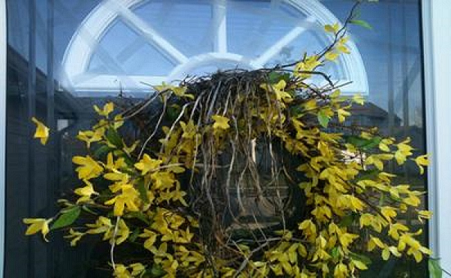 Robins Nest on top of forsynthia wreath outside view