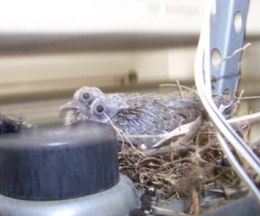 baby doves in nest on garage door opener