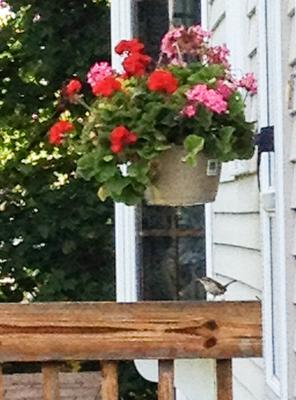 plant that Carolina wrens built their nest inside