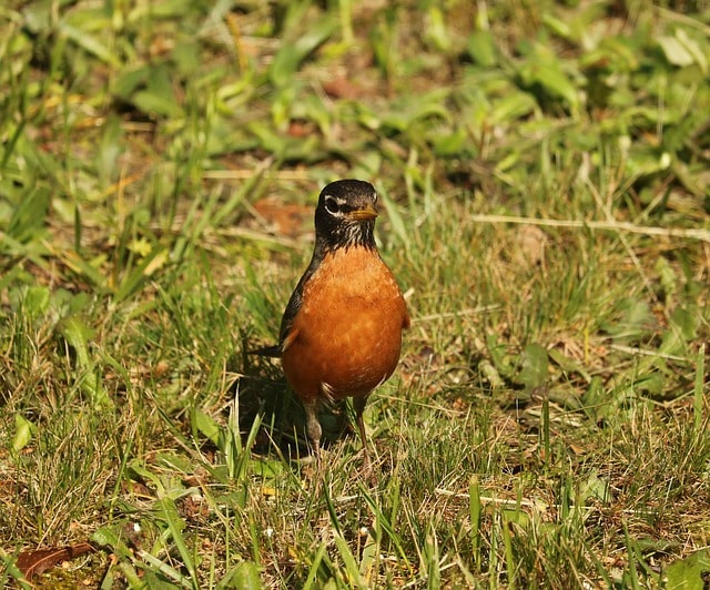 American Robin Standing on Lawn