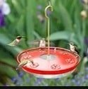 Aspects high view hummingbird feeder