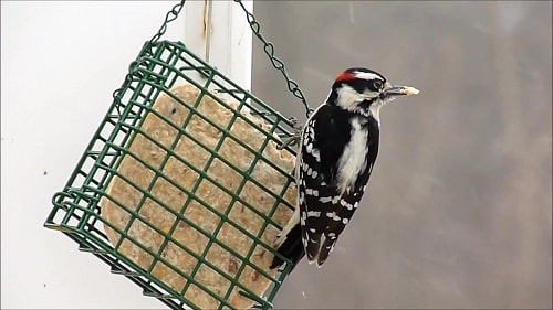 Male Downy Woodpecker