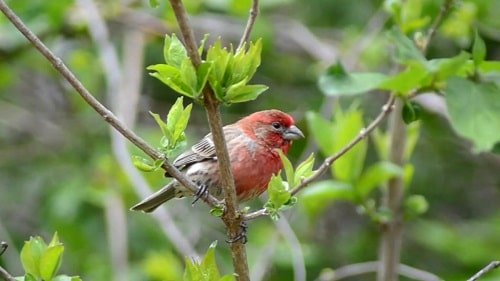 Male House Finch