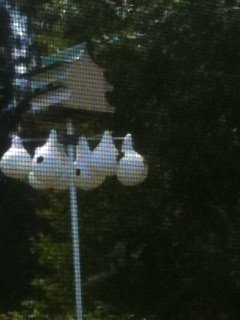 purple martin house with gourds below