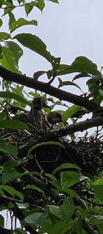 baby doves in nest after storm