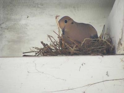 dove on nest