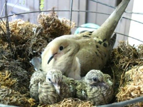 two baby doves with mom dove
