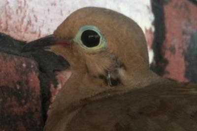 cleopatra my dove in nest close up