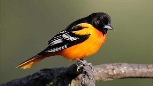 Baltimore Oriole