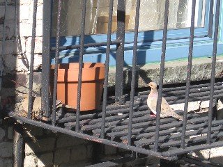 male dove waiting to begin morning incubation.></div><br><br>But they did have some protection from a large flower pot that was empty at the corner of the fire escape.  <br><div class=