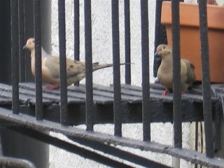 male and female dove on fire escape