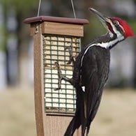 pileated woodpecker suet feeder