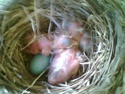 robins hatched out one egg left